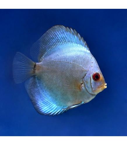 値下げ！ 水槽関連 ブリリアントターコイズ ディスカス ♀10cm